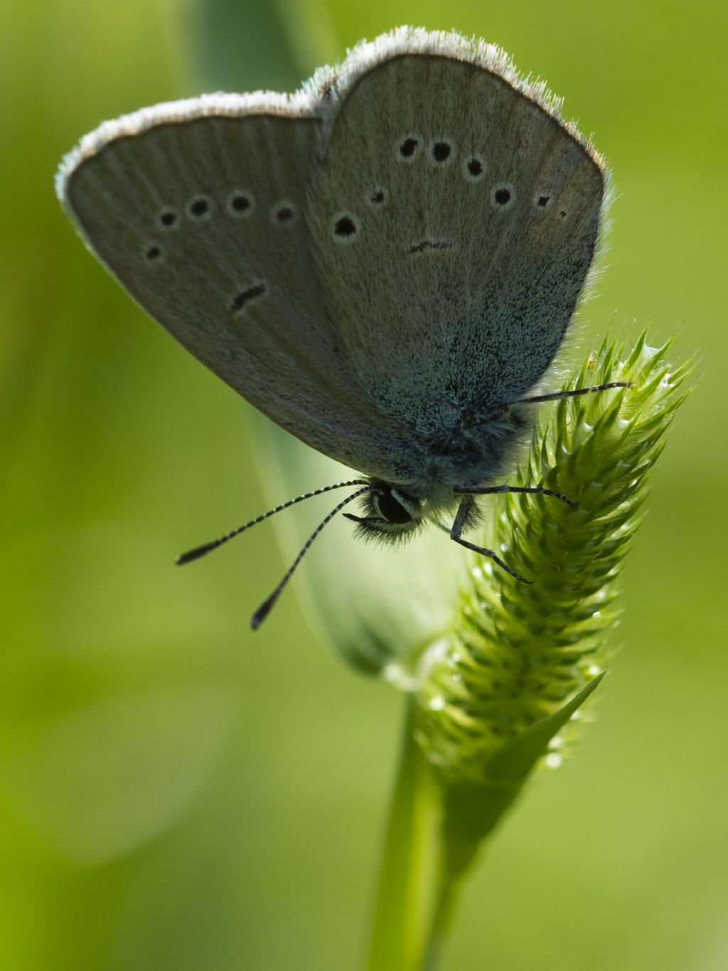 Tutte Polyommatus semiargus?